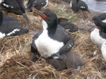 Auckland Island shag | Kawau o Motu Maha. Adult and chick on nest at colony. Enderby Island, Auckland Islands, January 2006. Image © Michael Szabo by Michael Szabo.