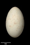 Auckland Island shag | Kawau o Motu Maha. Egg 62.3 x 37.4 mm (NMNZ OR.019143, collected by Robert Falla). Crozier Point, Auckland Island, December 1943. Image © Te Papa by Jean-Claude Stahl.