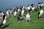 Auckland Island shag | Kawau o Motu Maha. Adults at roost. Enderby Island, Auckland Islands, February 1988. Image © Department of Conservation (image ref: 10038543) by Graeme Taylor, Department of Conservation.