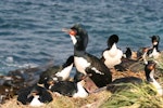 Auckland Island shag | Kawau o Motu Maha. Adults on nests with one bird showing gular pouch. Enderby Island, Auckland Islands, December 2006. Image © Andrew Maloney by Andrew Maloney.