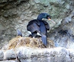 Auckland Island shag | Kawau o Motu Maha. Adult on nest with chicks. Enderby Island, Auckland Islands, January 2014. Image © Tony Crocker by Tony Crocker.