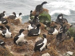 Auckland Island shag | Kawau o Motu Maha. Breeding adults on nests in colony. Enderby Island, Auckland Islands, February 2010. Image © Geoff Rogers by Geoff Rogers.