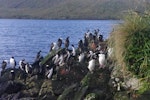 Auckland Island shag | Kawau o Motu Maha. Roost. Figure-of-Eight Island, Auckland Islands, February 2018. Image © Colin Miskelly by Colin Miskelly.