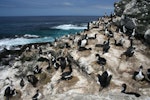 Auckland Island shag | Kawau o Motu Maha. Breeding colony. East Bay, Enderby Island, Auckland Islands, December 2006. Image © Andrew Maloney by Andrew Maloney.