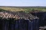 Auckland Island shag | Kawau o Motu Maha. Colony. Enderby Island, Auckland Islands, January 2018. Image © Colin Miskelly by Colin Miskelly.