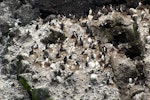 Auckland Island shag | Kawau o Motu Maha. Nesting colony on cliffs. Enderby Island, Auckland Islands, January 2007. Image © Ian Armitage by Ian Armitage.