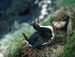 Auckland Island shag | Kawau o Motu Maha. Adult female displaying on nest. Enderby Island, Auckland Islands, November 1978. Image © Department of Conservation (image ref: 10029454) by John Kendrick, Department of Conservation.