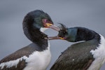 Auckland Island shag | Kawau o Motu Maha. Allopreening adults showing magenta-pink eye ring. Enderby Island, Auckland Islands, January 2016. Image © Tony Whitehead by Tony Whitehead.