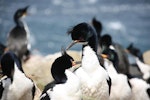 Auckland Island shag | Kawau o Motu Maha. Mutual preening in colony. Ewing Island, Auckland Islands, November 2009. Image © Kate Beer by Kate Beer.