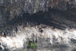 Auckland Island shag | Kawau o Motu Maha. Nesting colony on cliffs. Enderby Island, Auckland Islands, January 2007. Image © Ian Armitage by Ian Armitage.