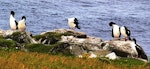 Auckland Island shag | Kawau o Motu Maha. Birds preening at roost. Enderby Island, Auckland Islands, January 2007. Image © Ian Armitage by Ian Armitage.