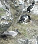 Auckland Island shag | Kawau o Motu Maha. Copulating at nest (light-mantled sooty albatross in foreground). Enderby Island, Auckland Islands, December 2011. Image © Nicholas Allen by Nicholas Allen.