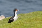 Auckland Island shag | Kawau o Motu Maha. Adult gular fluttering. Enderby Island, Auckland Islands, December 2015. Image © Edin Whitehead by Edin Whitehead.