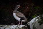 Campbell Island shag. Adult in fading post-breeding plumage. Perseverance Harbour, Campbell Island, January 2016. Image © Tony Whitehead by Tony Whitehead.