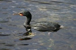 Campbell Island shag. Adult swimming. Campbell Island, February 2012. Image © David Boyle by David Boyle.