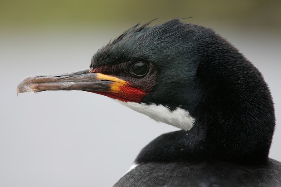 Campbell Island shag. Adult close up in breeding plumage. Campbell Island, February 2012. Image © David Boyle by David Boyle.