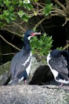 Campbell Island shag. Adult. Perseverance Harbour, Campbell Island, January 2016. Image © Edin Whitehead by Edin Whitehead.