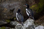 Campbell Island shag. Adults in breeding plumage. Perseverance Harbour, Campbell Island, January 2016. Image © Tony Whitehead by Tony Whitehead.