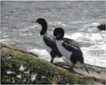 Campbell Island shag. Adults. Monument Harbour, Campbell Island, January 2006. Image © Colin Miskelly by Colin Miskelly.