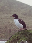 Campbell Island shag. Adult. Monument Harbour, Campbell Island, January 2006. Image © Colin Miskelly by Colin Miskelly.