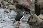 Campbell Island shag. Adult. Campbell Island, November 2011. Image © Detlef Davies by Detlef Davies.