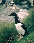 Campbell Island shag. Adult. Campbell Island, January 1985. Image © Department of Conservation (image ref: 10039552) by Graeme Taylor, Department of Conservation.