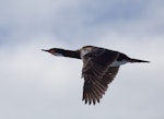 Campbell Island shag. Adult in flight. At sea off Campbell Island, November 2011. Image © Sonja Ross by Sonja Ross.