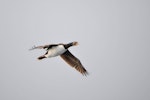 Campbell Island shag. Adult in flight. At sea off Campbell Island, January 2016. Image © Edin Whitehead by Edin Whitehead.