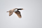 Campbell Island shag. Adult in flight. At sea off Campbell Island, January 2016. Image © Edin Whitehead by Edin Whitehead.