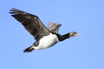 Campbell Island shag. Adult in flight, ventral. Campbell Island, April 2013. Image © Phil Battley by Phil Battley.