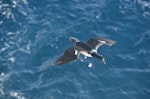 Campbell Island shag. Adult in flight. Campbell Island, November 2012. Image © Kyle Morrison by Kyle Morrison.