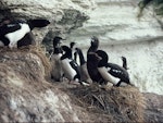 Campbell Island shag. Adults, chicks and juveniles at breeding colony. Campbell Island, January 1988. Image © Department of Conservation (image ref: 10038066) by Peter Moore, Department of Conservation.