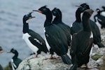 Campbell Island shag. Adults at roost. Beeman Cove, Campbell Island, July 1963. Image © Department of Conservation (image ref: 10038233) by Alan Wright, Department of Conservation.