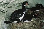 Campbell Island shag. Pair at nest. Campbell Island, January 1985. Image © Department of Conservation (image ref: 10038558) by Graeme Taylor, Department of Conservation.