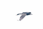 Macquarie Island shag. Adult in flight. Macquarie Island, December 2015. Image © Edin Whitehead by Edin Whitehead.