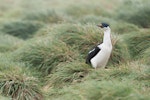 Macquarie Island shag. Adult. Macquarie Island, December 2015. Image © Edin Whitehead by Edin Whitehead.