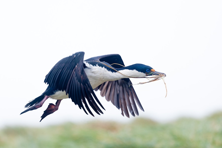 Macquarie Island shag. Adult in flight with nesting material. Macquarie Island, December 2015. Image © Edin Whitehead by Edin Whitehead.