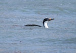 Macquarie Island shag. Adult on water. Macquarie Island, November 2011. Image © Detlef Davies by Detlef Davies.