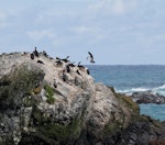 Macquarie Island shag. Birds on breeding islet. Macquarie Island, November 2011. Image © Sonja Ross by Sonja Ross.