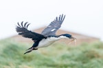 Macquarie Island shag. Adult in flight with nesting material. Macquarie Island, December 2015. Image © Edin Whitehead by Edin Whitehead.