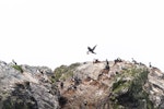 Macquarie Island shag. Adults at breeding colony. Macquarie Island, December 2015. Image © Edin Whitehead by Edin Whitehead.