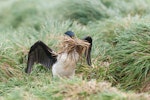 Macquarie Island shag. Adult gathering nesting material. Macquarie Island, December 2015. Image © Edin Whitehead by Edin Whitehead.