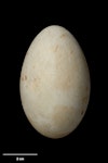 Macquarie Island shag. Egg 65.7 x 41.2 mm (NMNZ OR.007044). Macquarie Island, January 1900. Image © Te Papa by Jean-Claude Stahl.