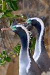 Spotted shag | Kawau tikitiki. Adult pair in breeding plumage. Matiu/Somes Island, June 2010. Image © Peter Reese by Peter Reese.