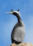 Spotted shag | Kawau tikitiki. Adult in breeding plumage. Makaro/Ward Island, Wellington Harbour, May 2009. Image © Alan Tennyson by Alan Tennyson.