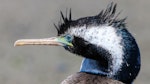 Spotted shag | Kawau tikitiki. Adult (close up of head). Wairau Diversion, November 2020. Image © Derek Templeton by Derek Templeton.