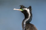 Spotted shag | Kawau tikitiki. Adult in breeding plumage. Riverton, Aparima River mouth, August 2017. Image © Anja Köhler by Anja Köhler.