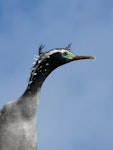 Spotted shag | Kawau tikitiki. Adult in breeding plumage showing filoplumes on neck. Makaro/Ward Island, Wellington Harbour, May 2009. Image © Alan Tennyson by Alan Tennyson.