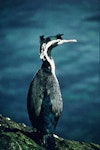 Spotted shag | Kawau tikitiki. Adult blue shag 'oliveri' subspecies in breeding plumage. Stewart Island, October 1967. Image © Department of Conservation (image ref: 10046948) by Alan Wright, Department of Conservation.