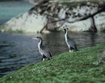 Spotted shag | Kawau tikitiki. Juvenile and adult blue shag 'oliveri' subspecies. Shipbuilders Cove, Stewart Island, October 1969. Image © Department of Conservation (image ref: 10046947) by John Kendrick, Department of Conservation.